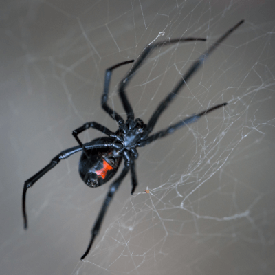Closeup-Shot-Black-Widow-Spider-Web Black widow spider