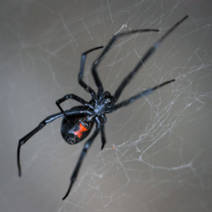Dangerous Spiders In Utah: Facts And Safety Tips 1 Black widow spider