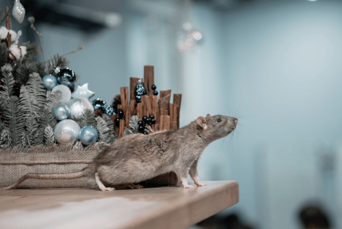 New-Year-Concept-Cute-Brown-Domestic-Rat-New-Year-S-Decor-Symbol-2020-Is-Rat Keep Pests out in winter