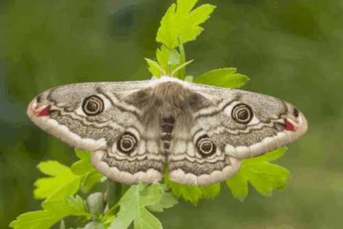 Beautiful Moth Beautiful Moth