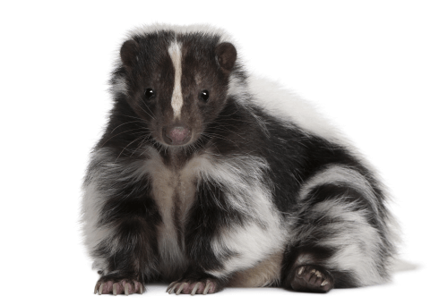 Striped-Skunk-Mephitis-Mephitis-Standing-White-Isolated Skunk sitting on a plain white background