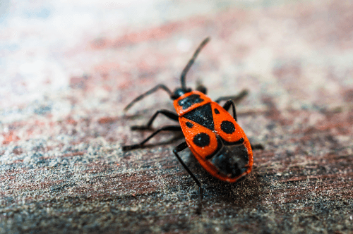 Call Utah Exterminators: Stop Pests Before They Spread