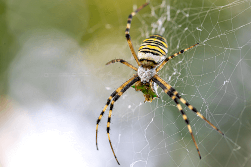 Black-Yellow-Stripe-Argiope-Bruennichi-Wasp-Spider-Web black yellow stripe spider