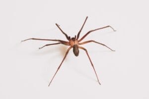 Dangerous Spiders In Utah: Facts And Safety Tips 2 Brown recluse