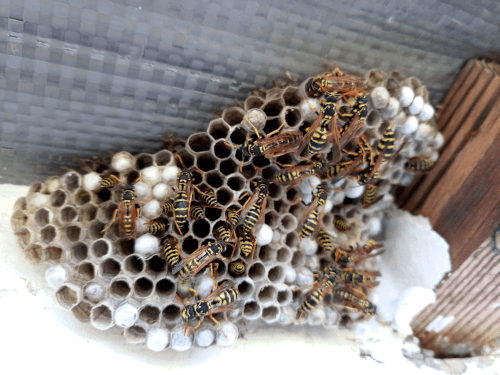 Nest-Wasps-Polystyles-Roof-House-Nest-Cells-With-Larvae-Adult-Wasps Wasp nest inside the home