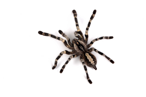 Poecilotheria-Regalis-Tarantula-Closeup-White-Background Tarantula on a white background