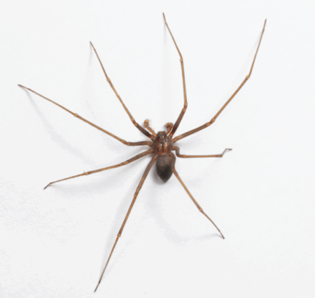 Male-Brown-Recluse-Spider-Poisonous-Arachnid Male Brown Recluse spider