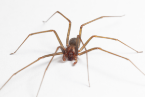 The Brown Recluse 101 1 Brown recluse