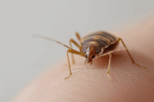 5 Myths About Pests 4 Bed bug bite