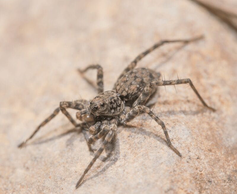 Dangerous Spiders in Utah: Facts and Safety Tips