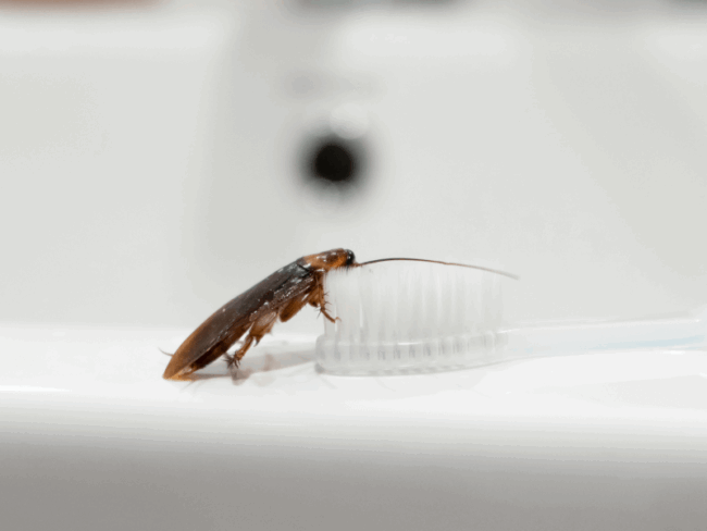 Cockroach on a toothbrush