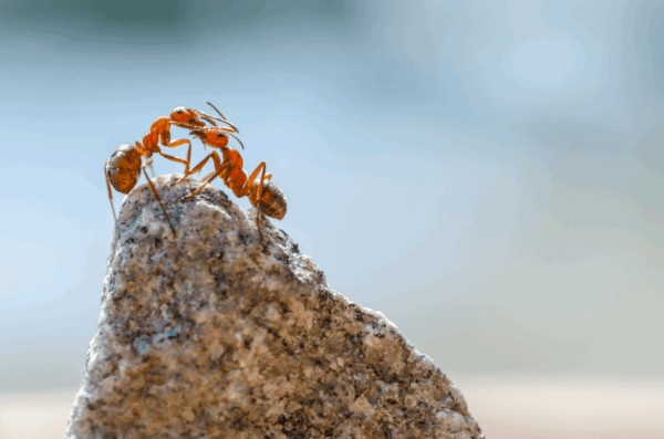 Closeup-Shot-Ants-Stone Macro shot of two red ants