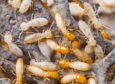 Close-Up-White Termites Termites feeding on decayed wood