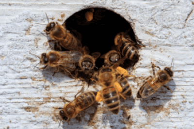 Closeup-Honeybees-Flying-Out-Hole-Wooden-Surface-Sunlight-Daytime Group of honeybees