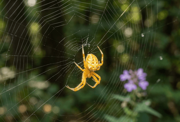 Yellow Sac Spiders in Utah: Risks & Prevention Tips