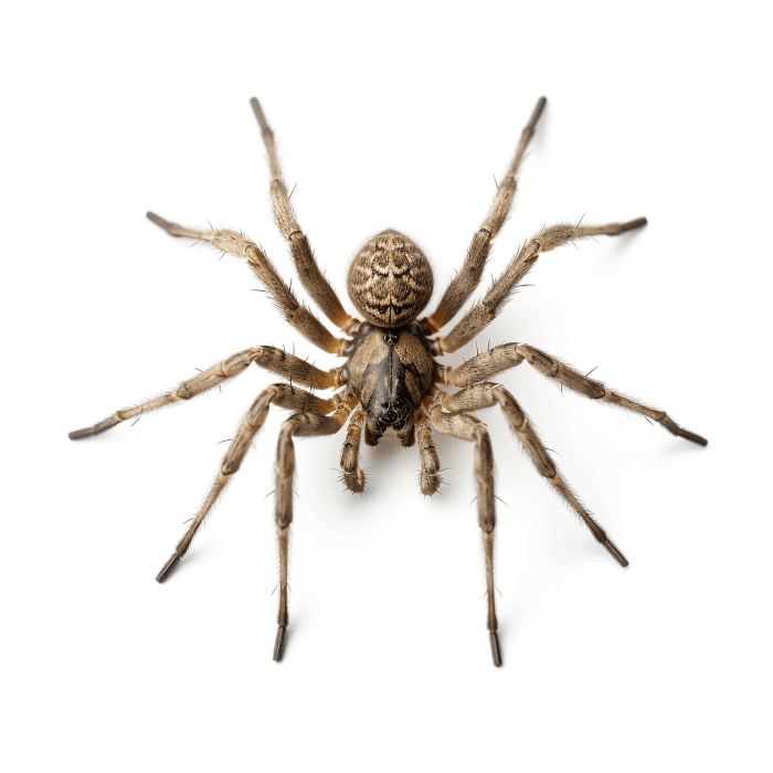 Common Spiders in Utah: Identification, Safety & Prevention