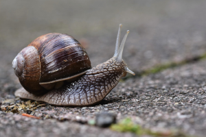 Snail-7252491_1280 Snail crawling in the ground