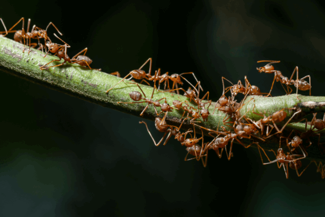 Macro-Ants-Plants A colony of ants