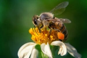 How To Handle An Unwanted Honey Beehive 1 Honeybee actively collecting nectar.