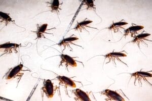 Most Abundant, Resilient Winter Pests In Utah 2 American cockroaches infestation.