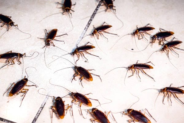 Springtime In Utah Is Pest Control Time 3 American cockroaches infestation.