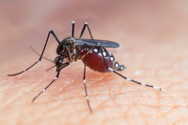The yellow fever mosquito.