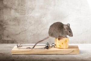 Top Signs You Need Pest Control Immediately 1 Rat trap with cheese