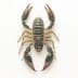 Scorpions Removal in Utah