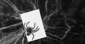 Common Spiders In Utah: Identification, Safety &Amp; Prevention 1 A black spider on a blank white card