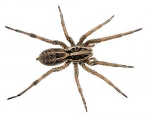 Common Spiders In Utah: Identification, Safety &Amp; Prevention 3 Wolf Spider on a white background