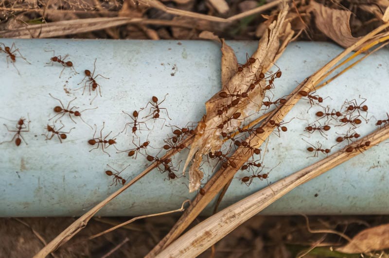 Proven Ways to Keep Fire Ants Out of Your Home