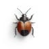 Bed Bug Removal in Utah