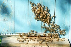 A large cluster of honey bees.