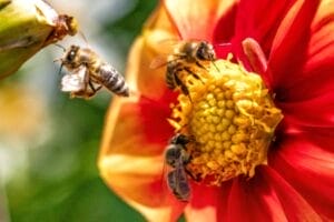 How To Keep Wasps Away From Your Bbq 1 Bees are collecting nectar and pollen.