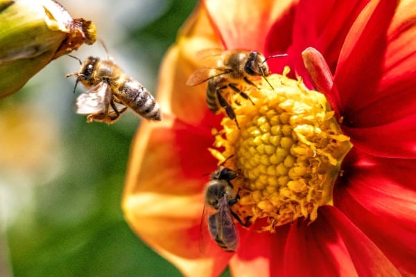 Bees are collecting nectar and pollen.