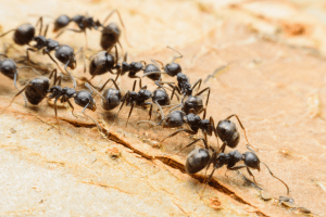 Black-Ants-Wood A colony of black ants