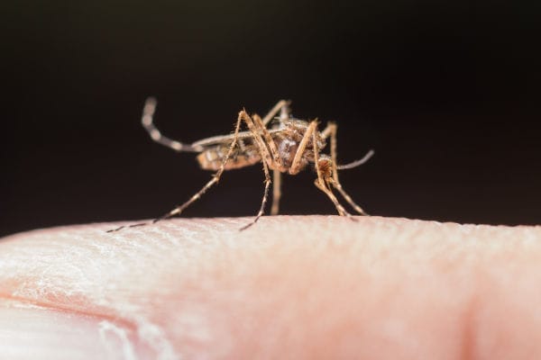 A small slender mosquito.