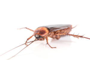 Why Cockroaches Love Your Home 1 Cockroach on a white background