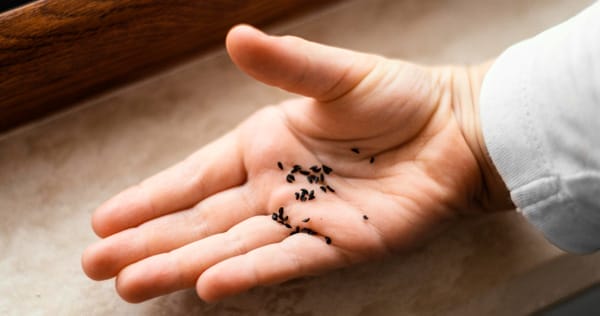 Ultimate Guide To Getting Rid Of Ants In Your Home 1 Child holding small dark seeds or pest droppings in their palm, emphasizing the importance of home safety and pest inspections.