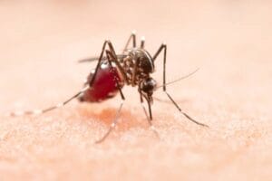 Common Diseases Transmitted By Pests 2 Mosquito feeding on human skin.