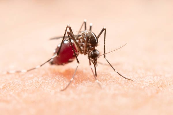 Mosquito-Beeline Pest Control Mosquito feeding on human skin.
