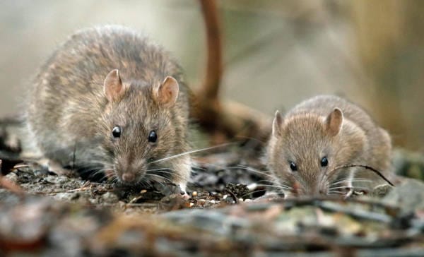 Rodents Norway rats, foraging for food on the ground.