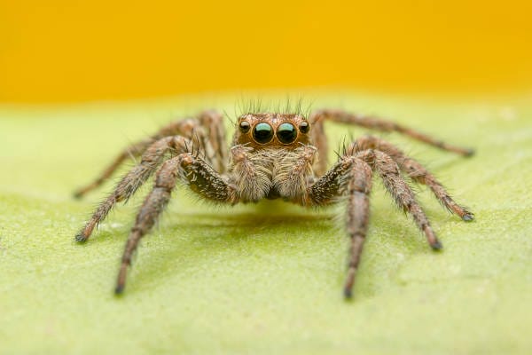 TECHNIQUES TO ELIMINATE SPIDERS FROM YOUR HOUSE