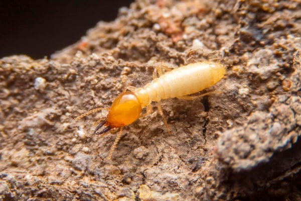 Termite Stay In A Stone A soldier termite.
