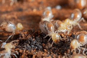 Termites-Insects-Colony-Wood Group of termites actively moving.