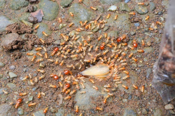A termite colony actively moving around.