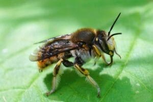 How To Keep Wasps Away From Your Bbq 2 Bee resting on a vibrant green leaf.