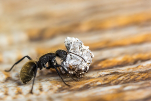 Identifying Utah’s Most Common Pests 1 Ant carrying stone