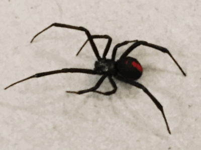 Black Widow Spider Black widow spider crawling