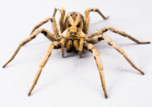Identifying Utah’s Most Common Pests 3 Close up Wolf spider